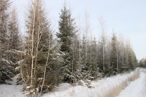 Срубили нашу ёлочку… Какие деревья выбирают омичи на Новый год