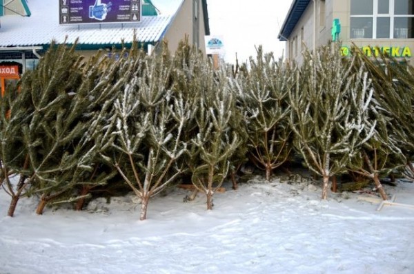 В Омске начали продавать новогодние ёлки