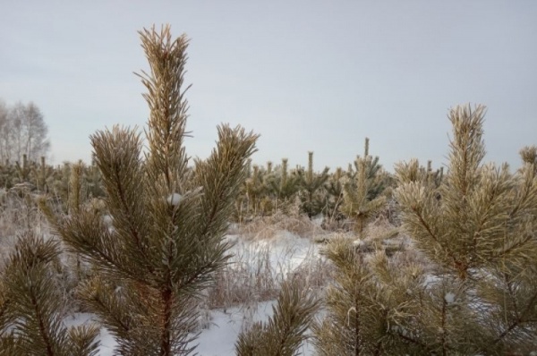 Срубили нашу ёлочку… Какие деревья выбирают омичи на Новый год
