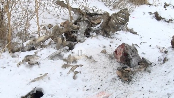 На бесхозный скотомогильник под Омском продолжают вывозить трупы