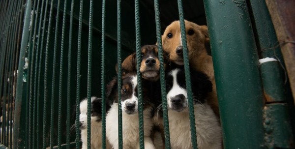 Сотрудников омского "Спецавтохозяйства" уволят за кражу корма для собак