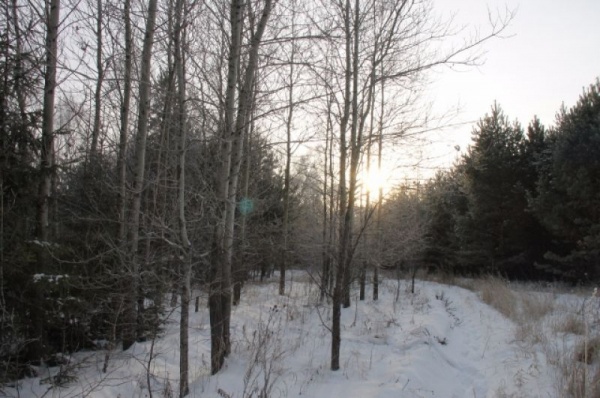 Срубили нашу ёлочку… Какие деревья выбирают омичи на Новый год