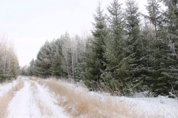 Срубили нашу ёлочку… Какие деревья выбирают омичи на Новый год