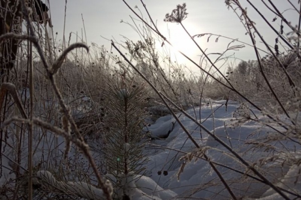 Срубили нашу ёлочку… Какие деревья выбирают омичи на Новый год