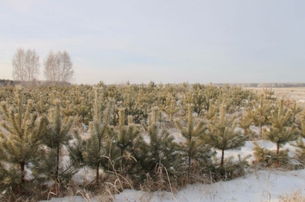 Срубили нашу ёлочку… Какие деревья выбирают омичи на Новый год
