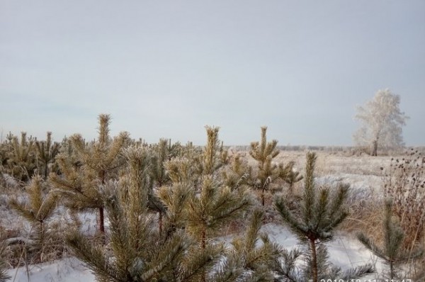 Срубили нашу ёлочку… Какие деревья выбирают омичи на Новый год