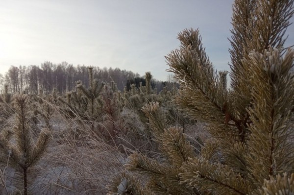 Лесхозы Омской области заготовят порядка 25000 новогодних сосен