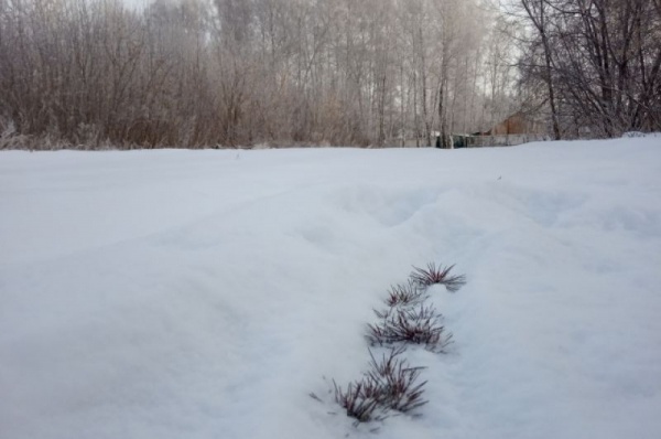 Срубили нашу ёлочку… Какие деревья выбирают омичи на Новый год