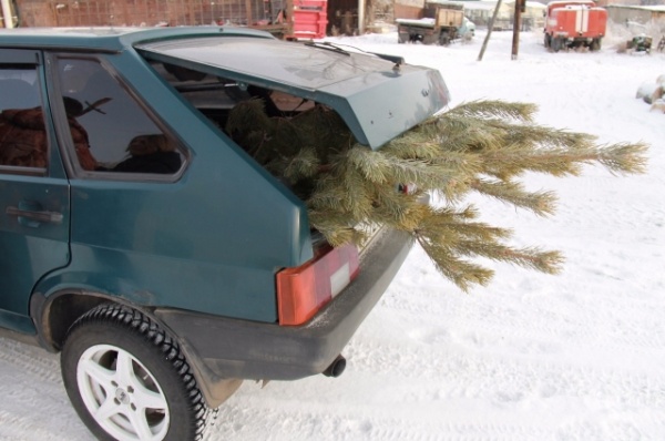 Срубили нашу ёлочку… Какие деревья выбирают омичи на Новый год