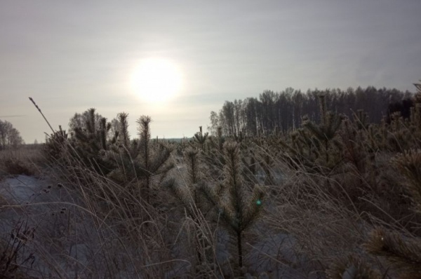 Срубили нашу ёлочку… Какие деревья выбирают омичи на Новый год