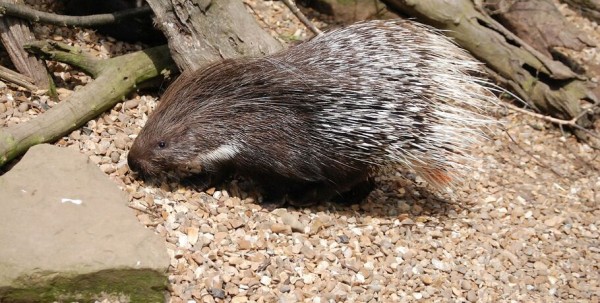 Игрунка и дикобраз поселятся в омском зоопарке Игрунка и дикобраз поселятся в омском зоопарке