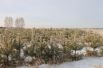 Лесхозы Омской области заготовят порядка 25000 новогодних сосен
