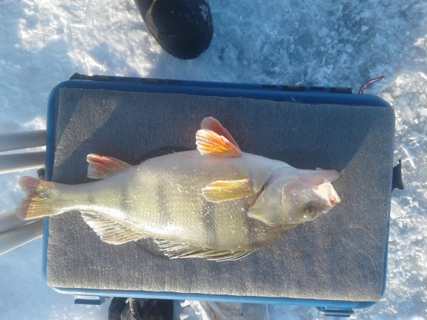 В Омске сделают новую трассу для картинга В Омске сделают новую трассу для картинга