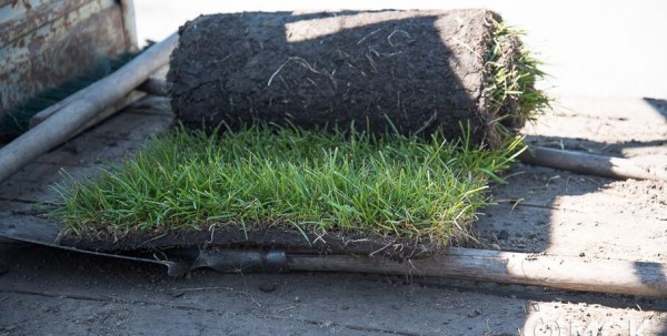 Десять скверов и бульваров хотят благоустроить в Омске в 2021 году