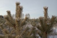 Жители Омской области получат крупные штрафы за незаконную рубку ёлок