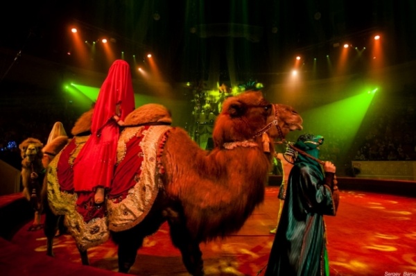 Путешествие по континентам. В Омском цирке ёлка «нашла» все огоньки Путешествие по континентам. В Омском цирке ёлка «нашла» все огоньки