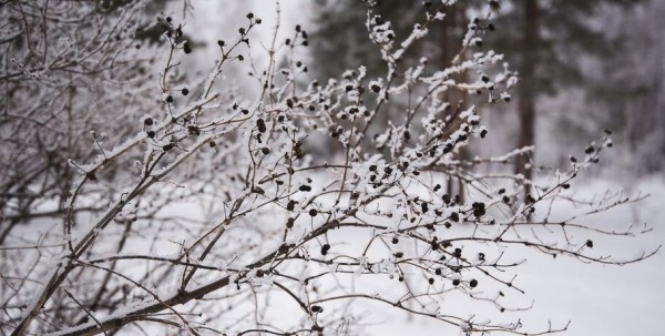 Ближайшие дни в Омске будет тепло и пасмурно