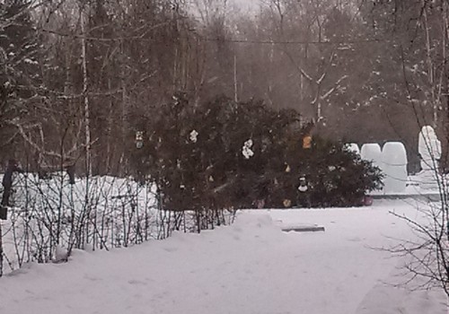 «Кого хотят обмануть?»: омичи не верят официальной версии падения ели в сквере Молодоженов «Кого хотят обмануть?»: омичи не верят официальной версии падения ели в сквере Молодоженов