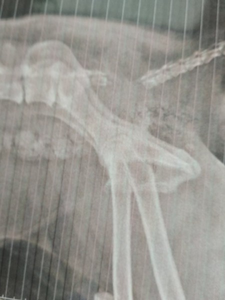 Омичка спасла брошенную собаку от смерти в новогоднюю ночь