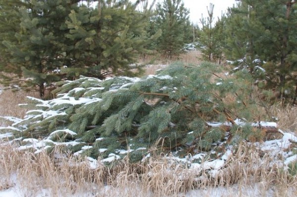 Жители Омской области получат крупные штрафы за незаконную рубку ёлок
