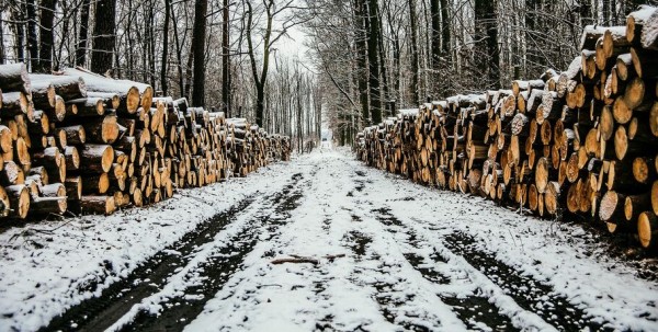 Lexus за лес: у "чёрного лесоруба" отобрали машину Lexus за лес: у "чёрного лесоруба" отобрали машину