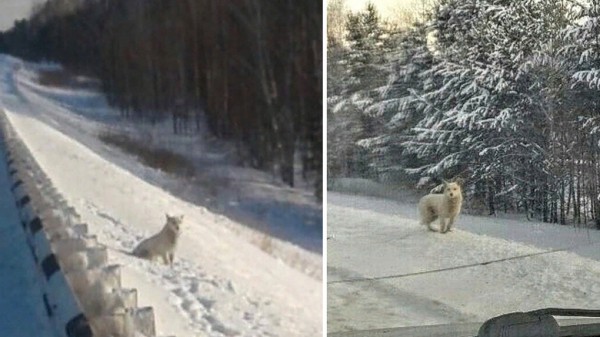 Кускунского Хатико спасают от гибели сибирские волонтеры
