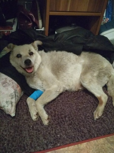 Омичка спасла брошенную собаку от смерти в новогоднюю ночь