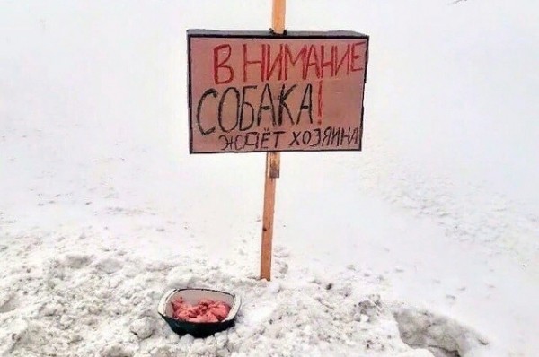 Кускунского Хатико спасают от гибели сибирские волонтеры