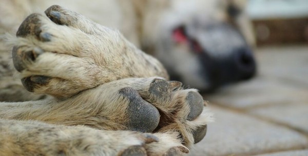 Омичка спасла брошенную собаку от смерти в новогоднюю ночь