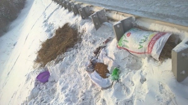 Кускунского Хатико спасают от гибели сибирские волонтеры