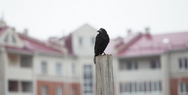Омские семьи гасят ипотеку быстрее всех