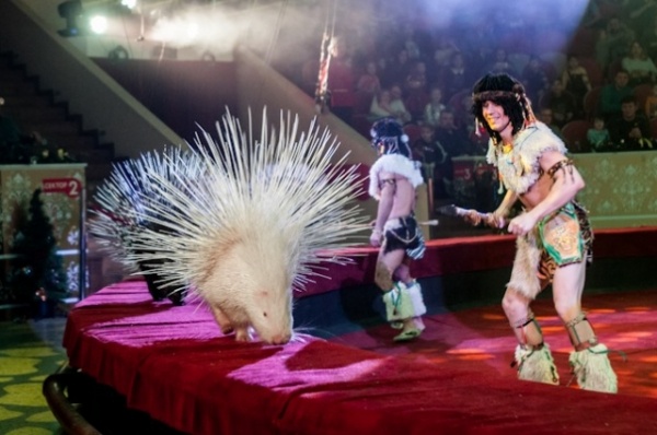 Путешествие по континентам. В Омском цирке ёлка «нашла» все огоньки Путешествие по континентам. В Омском цирке ёлка «нашла» все огоньки