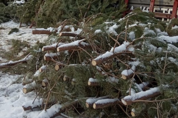 Омичам запретили выбрасывать ёлки в контейнеры для мусора