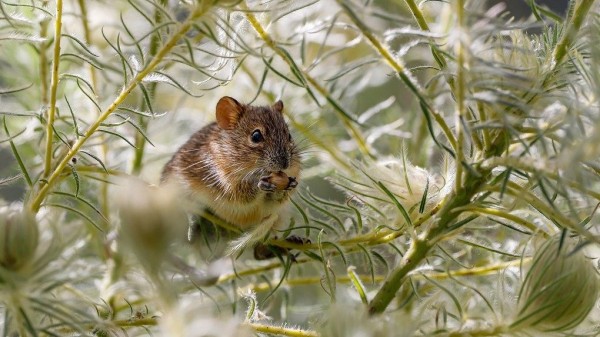 Жители Ленинского района Новосибирска заявили о нашествии крыс Жители Ленинского района Новосибирска заявили о нашествии крыс
