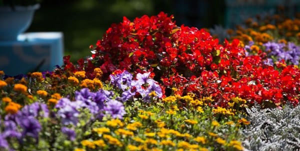 Сквер на Левобережье выиграл интернет-голосование о благоустройстве