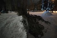 Жители Омской области получат крупные штрафы за незаконную рубку ёлок