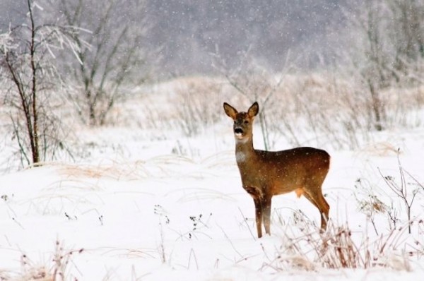 В омских лесах пересчитают диких животных