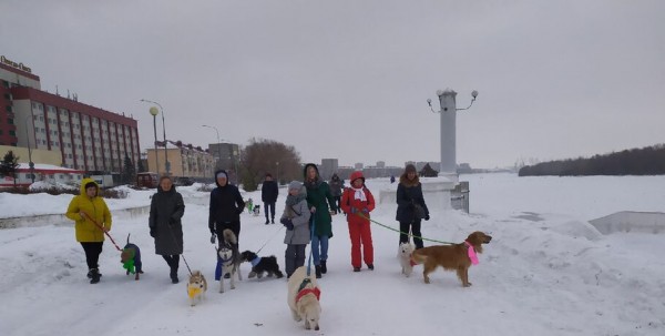 Собаки в шарфах прошли по Омской набережной в поддержку особенных детей