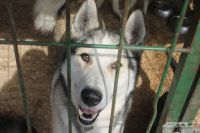 Омичи встретят весну с благотворительной акции в помощь животным