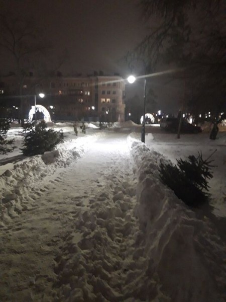 В сквере в центре Омска обнаружили загубленные молодые ели