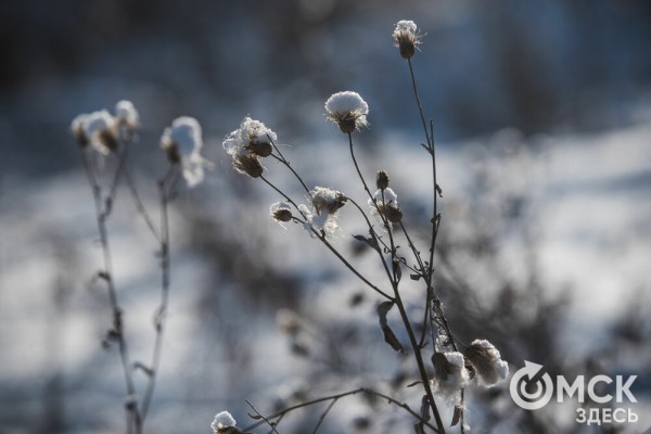 В 20-градусный мороз в Омске прошли гонки на хаски