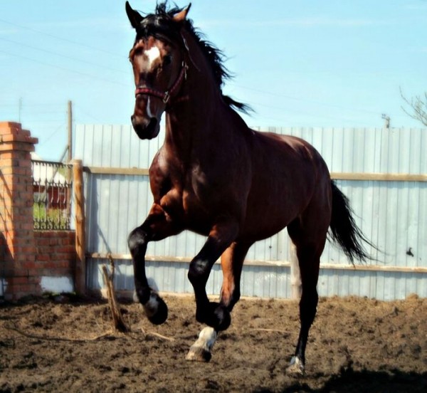 Омичи вновь могут отправиться в увлекательное путешествие на электричке Омичи вновь могут отправиться в увлекательное путешествие на электричке