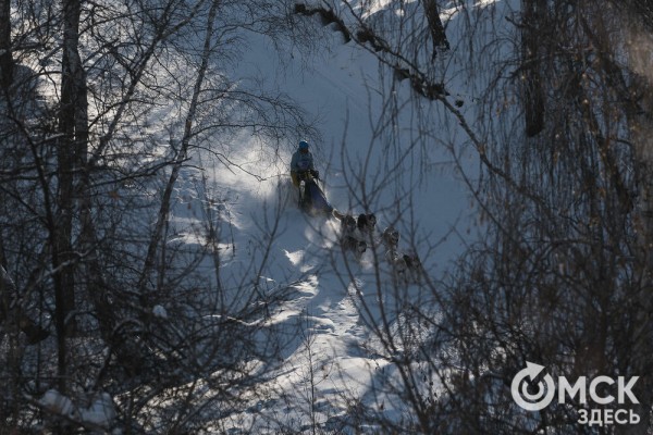 В 20-градусный мороз в Омске прошли гонки на хаски