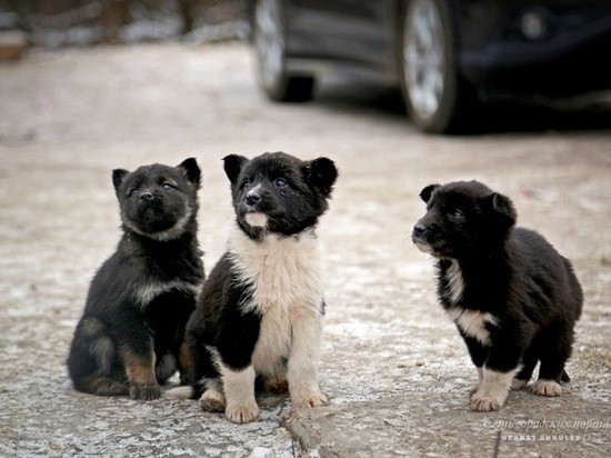 В омской мэрии объяснили, зачем усыплять бездомных животных