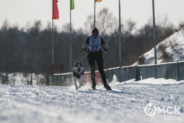 В 20-градусный мороз в Омске прошли гонки на хаски