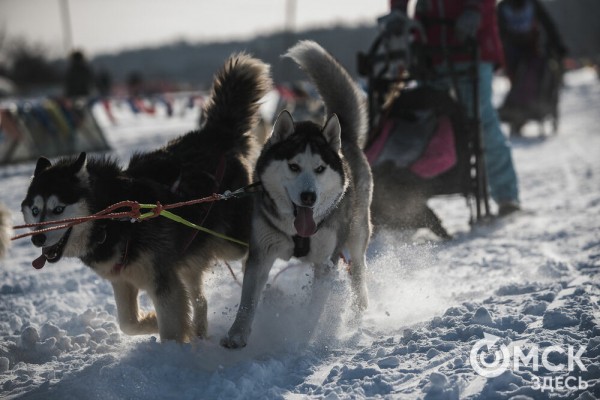 В 20-градусный мороз в Омске прошли гонки на хаски
