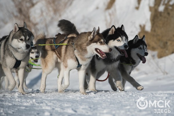 В 20-градусный мороз в Омске прошли гонки на хаски