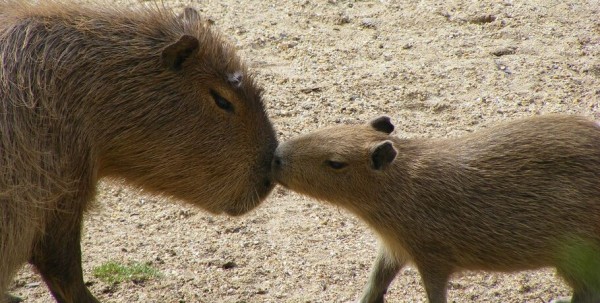 Омичей просят придумать имя для новорождённой капибары