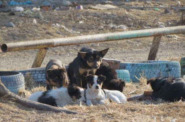В Омске стаи собак держат в страхе жителей нескольких микрорайонов