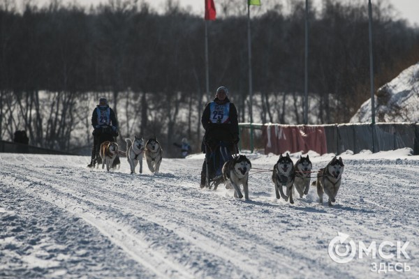 В 20-градусный мороз в Омске прошли гонки на хаски